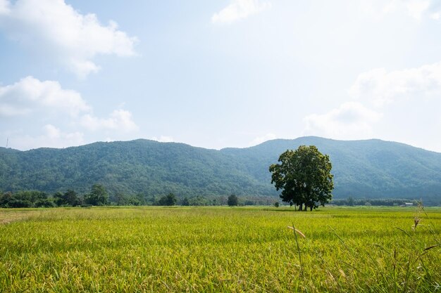 Vista panorâmica de um campo agrícola contra o céu