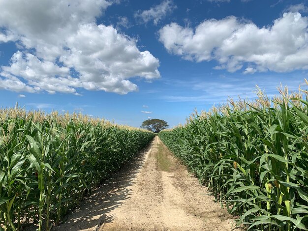 Foto vista panorâmica de um campo agrícola contra o céu