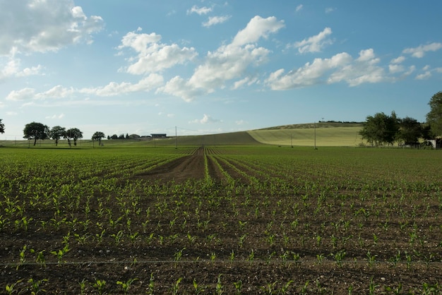 Foto vista panorâmica de um campo agrícola contra o céu