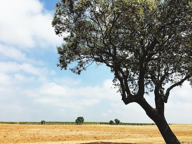 Foto vista panorâmica de um campo agrícola contra o céu