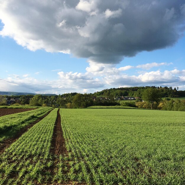 Foto vista panorâmica de um campo agrícola contra o céu