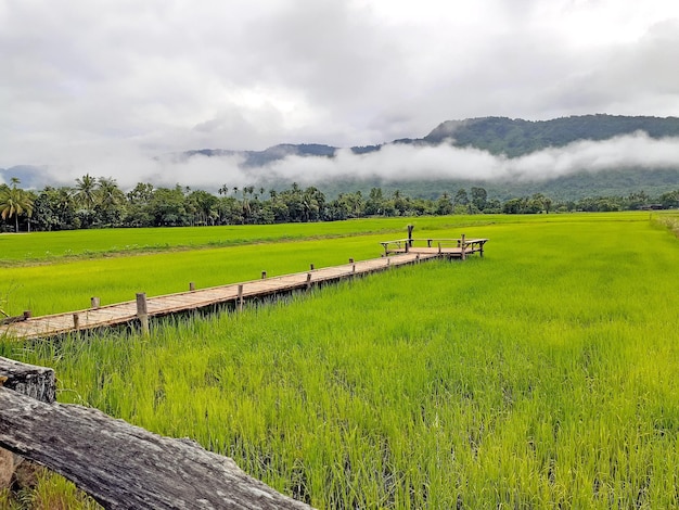 Vista panorâmica de um campo agrícola contra o céu