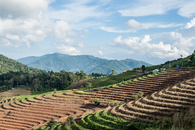 Vista panorâmica de um campo agrícola contra o céu