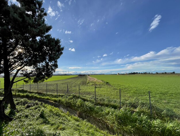 Vista panorâmica de um campo agrícola contra o céu