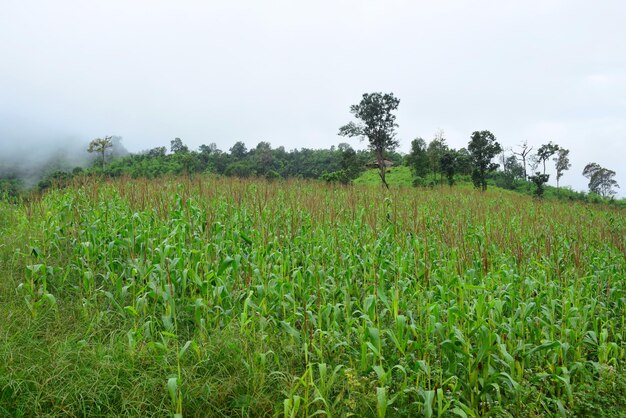 Foto vista panorâmica de um campo agrícola contra o céu