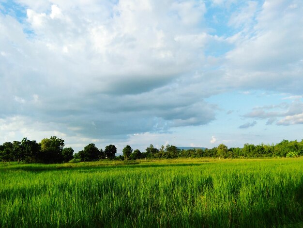 Vista panorâmica de um campo agrícola contra o céu