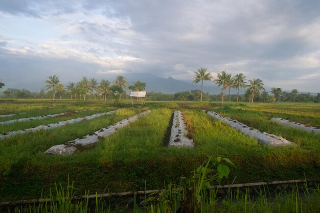 Vista panorâmica de um campo agrícola contra o céu