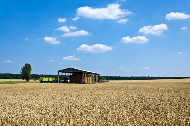 Vista panorâmica de um campo agrícola contra o céu