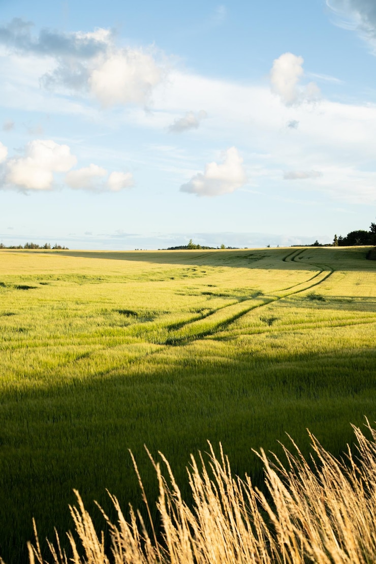 Foto vista panorâmica de um campo agrícola contra o céu