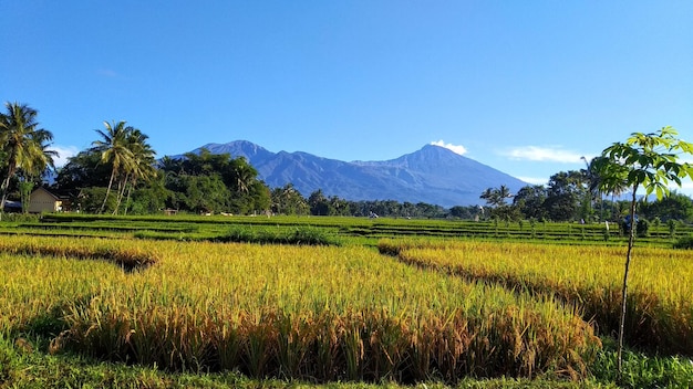 Vista panorâmica de um campo agrícola contra o céu