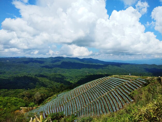 Foto vista panorâmica de um campo agrícola contra o céu