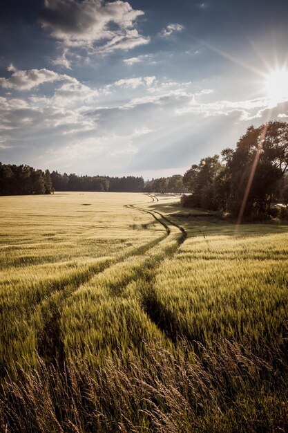 Foto vista panorâmica de um campo agrícola contra o céu