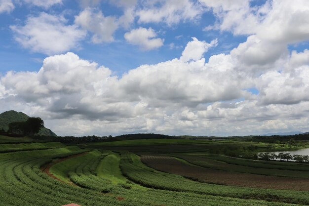 Vista panorâmica de um campo agrícola contra o céu