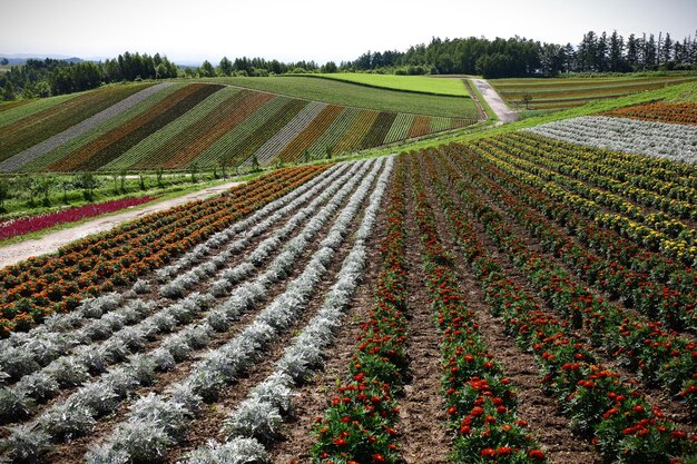 Vista panorâmica de um campo agrícola contra o céu