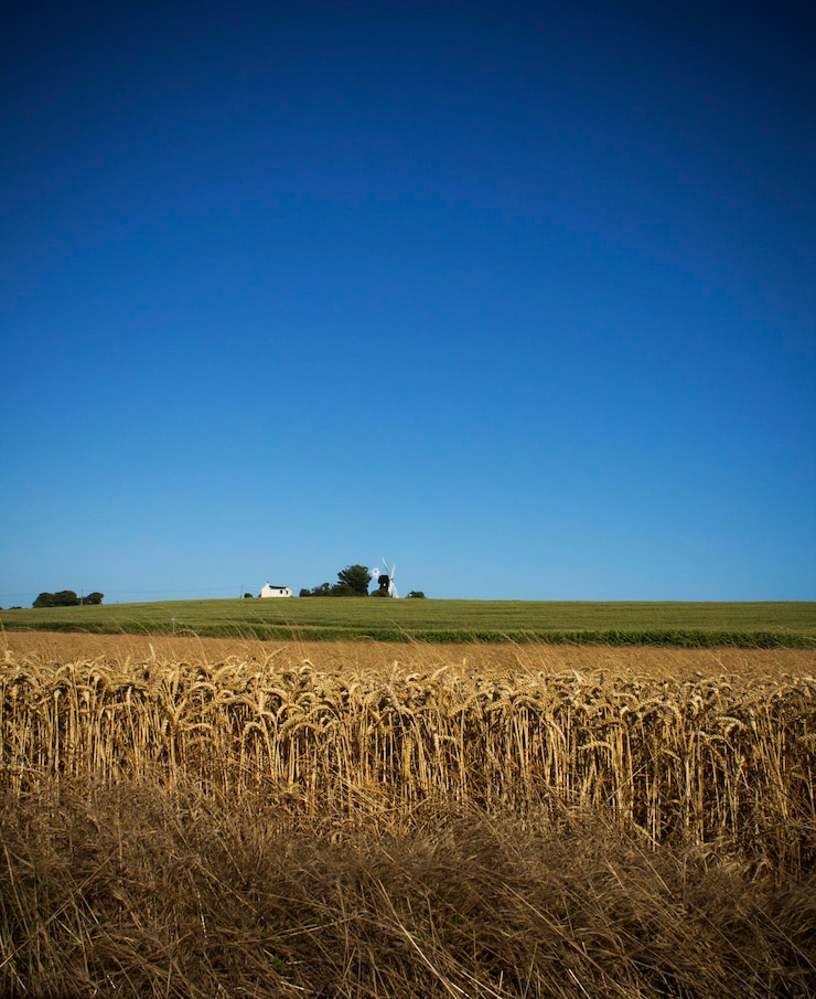 Foto vista panorâmica de um campo agrícola contra um céu azul claro