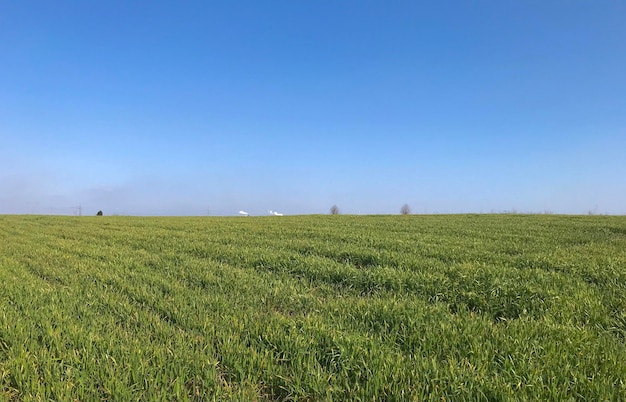 Vista panorâmica de um campo agrícola contra um céu azul claro