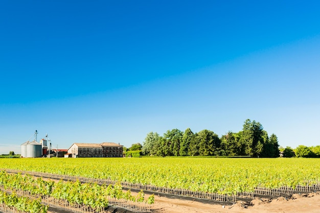 Vista panorâmica de um campo agrícola contra um céu azul claro