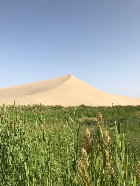 Vista panorâmica de um campo agrícola contra um céu claro