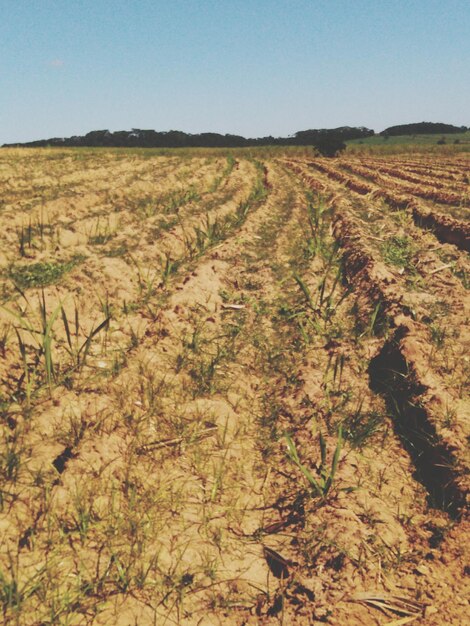 Foto vista panorâmica de um campo agrícola contra um céu claro