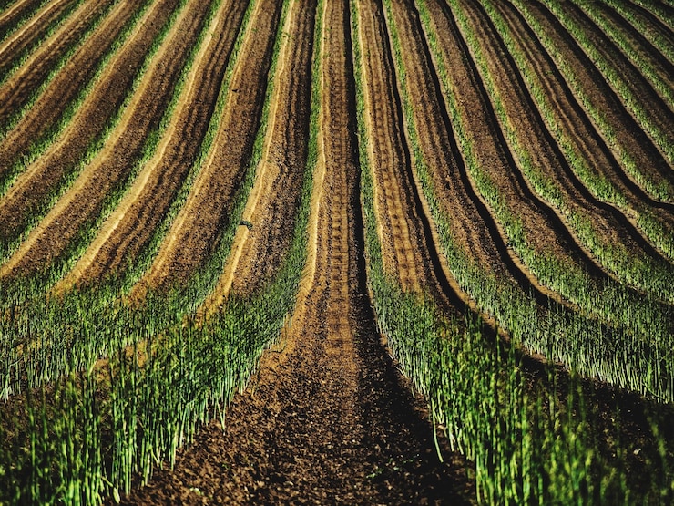 Foto vista panorâmica de um campo agrícola