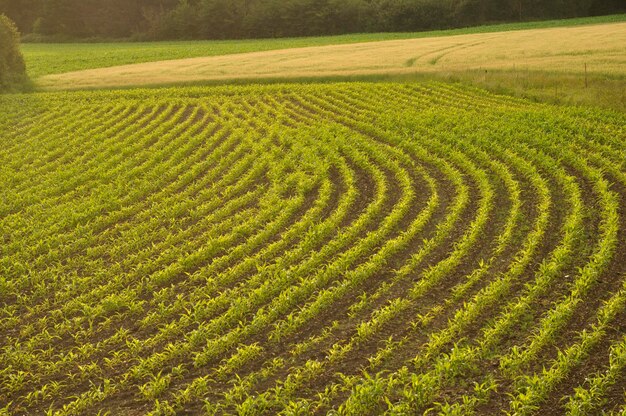 Vista panorâmica de um campo agrícola