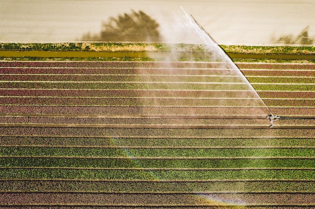 Foto vista panorâmica de um campo agrícola