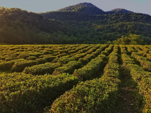 Vista panorâmica de um campo agrícola