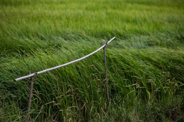 Foto vista panorâmica de um campo agrícola