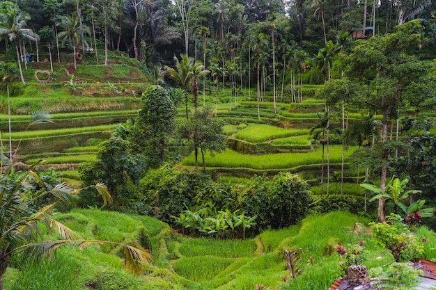 Vista panorâmica de um campo agrícola