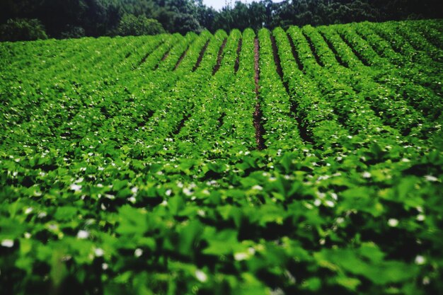 Foto vista panorâmica de um campo agrícola