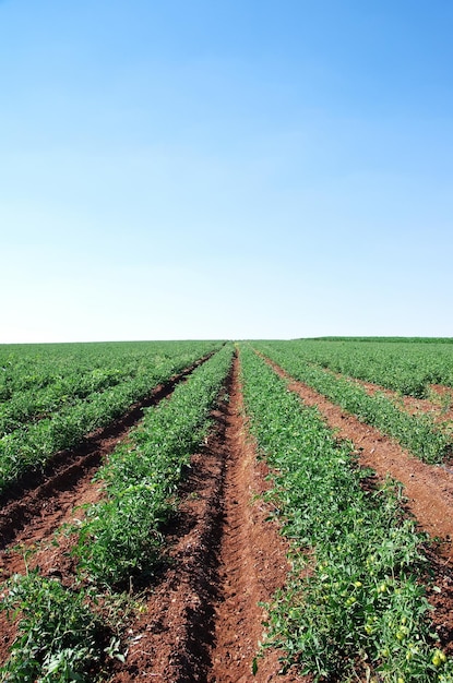 Vista panorâmica de um campo arado contra um céu claro