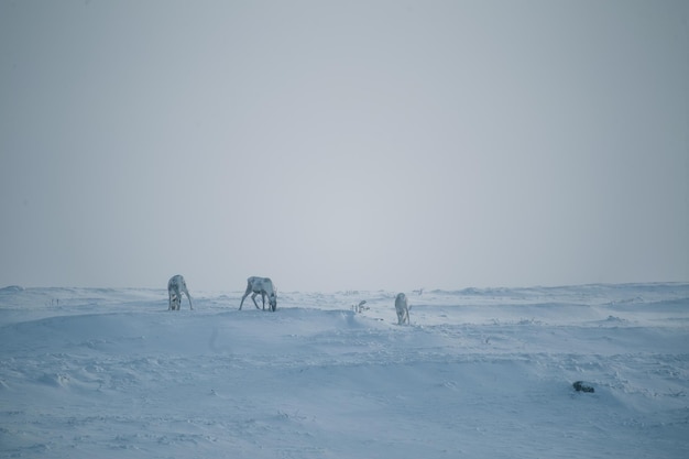 Foto vista panorâmica de um campo coberto de neve contra o céu