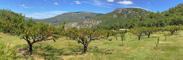 Vista panorâmica de um campo de alperces em uma paisagem montanhosa em provençale França