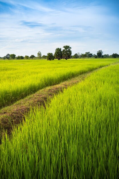 Foto vista panorâmica de um campo de arroz contra o céu