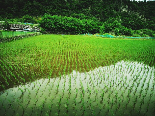 Foto vista panorâmica de um campo de arroz