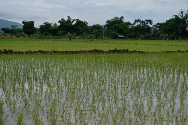 Vista panorâmica de um campo de arroz