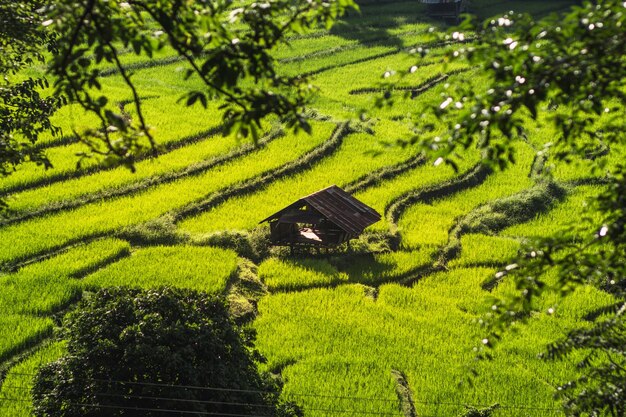 Foto vista panorâmica de um campo de arroz