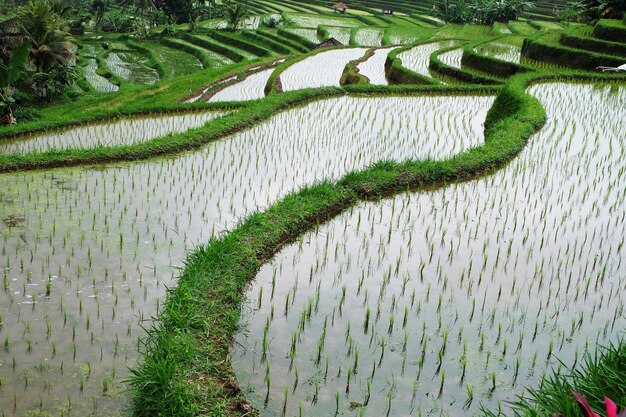 Vista panorâmica de um campo de arroz