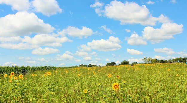 Foto vista panorâmica de um campo de colza contra o céu