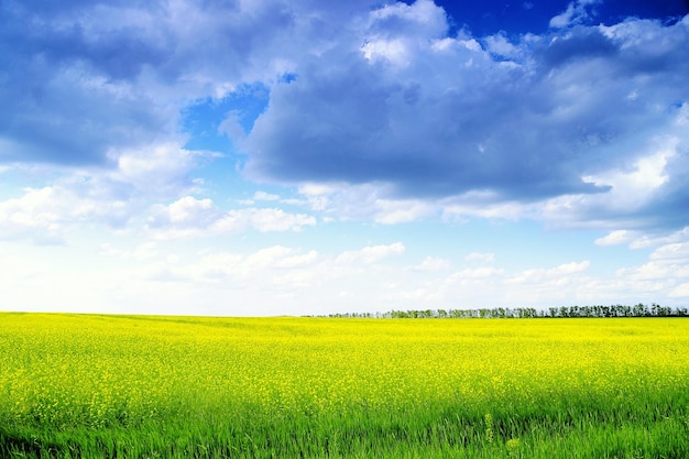 Vista panorâmica de um campo de colza contra o céu