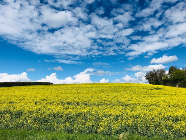 Foto vista panorâmica de um campo de colza contra um céu nublado