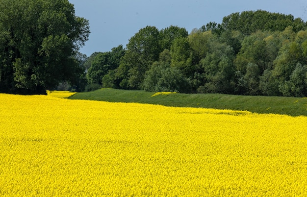 Foto vista panorâmica de um campo de colza