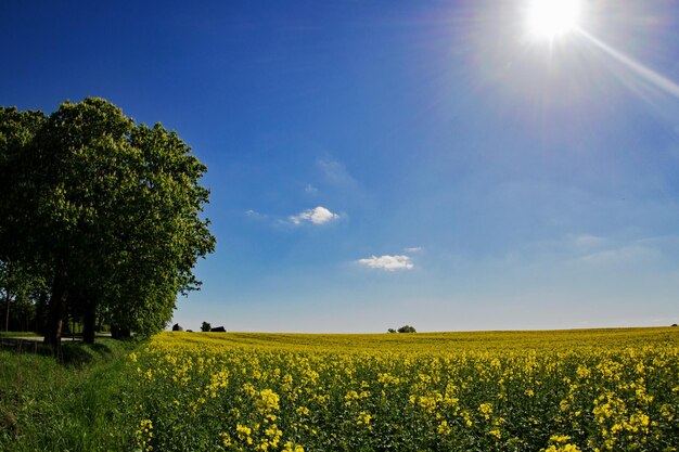 Vista panorâmica de um campo de flores amarelas contra o céu