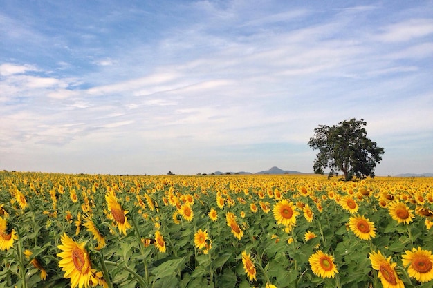 Vista panorâmica de um campo de girassóis contra o céu