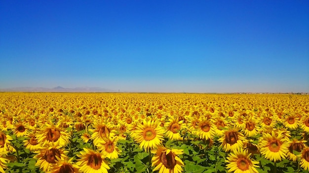Vista panorâmica de um campo de girassóis contra um céu azul claro