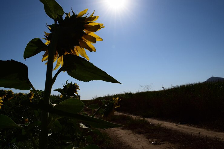 Foto vista panorâmica de um campo de girassóis contra um céu claro