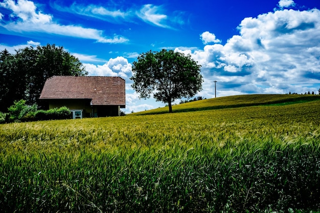 Vista panorâmica de um campo de grama contra um céu nublado