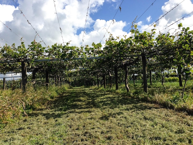 Foto vista panorâmica de um campo de grama contra um céu nublado