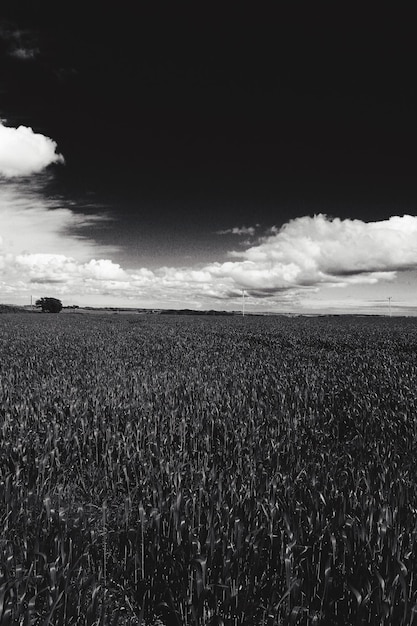 Vista panorâmica de um campo de milho contra um céu nublado