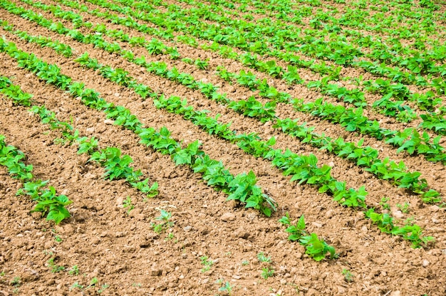Vista panorâmica de um campo de milho